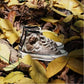 Converse Dune Rose